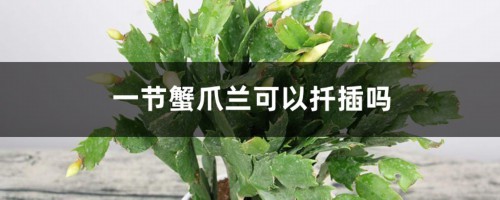 一节蟹爪兰可以扦插吗