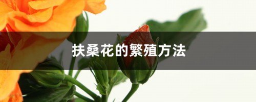 扶桑花的繁殖方法