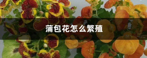 蒲包花怎么繁殖